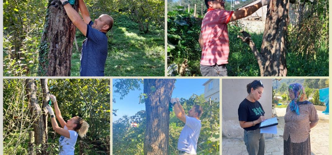 Kahverengi Kokarcaya Karşı 'Cezbet-Öldür' Yöntemiyle Mücadele   