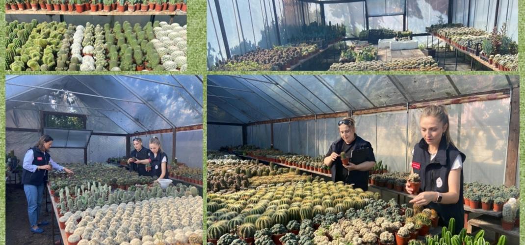 Süs Bitkileri Üretimi Yapılan Seralarda Denetim Yapıldı