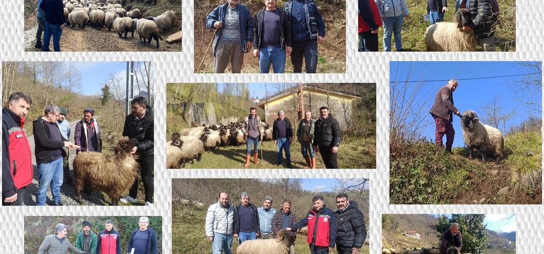 GİRESUN'DA ÇEPNİ KOYUNU KORUMA PROJESİ SAHA KONTROLLERİ YAPILDI