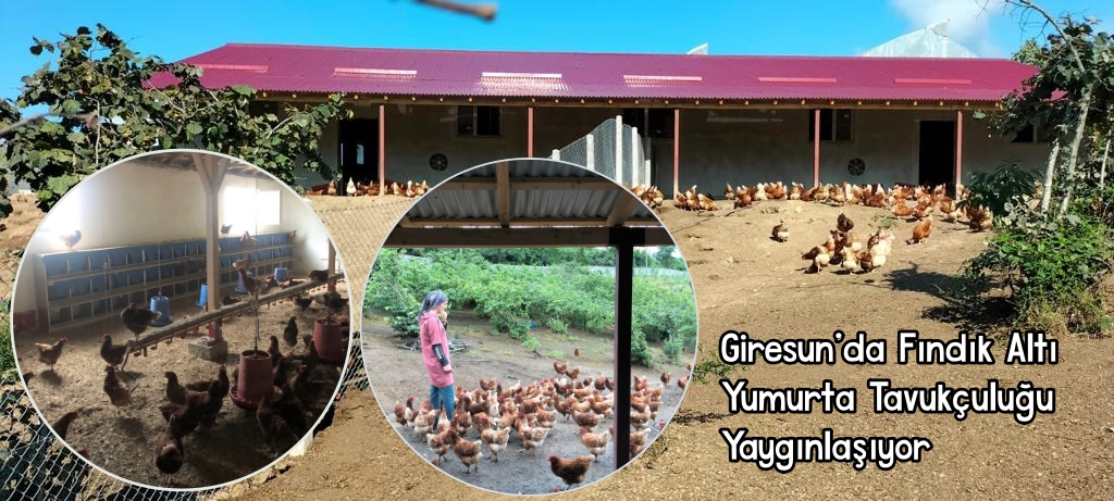 Giresun'da Fındık Altı Yumurta Tavukçuluğu Yaygınlaşıyor