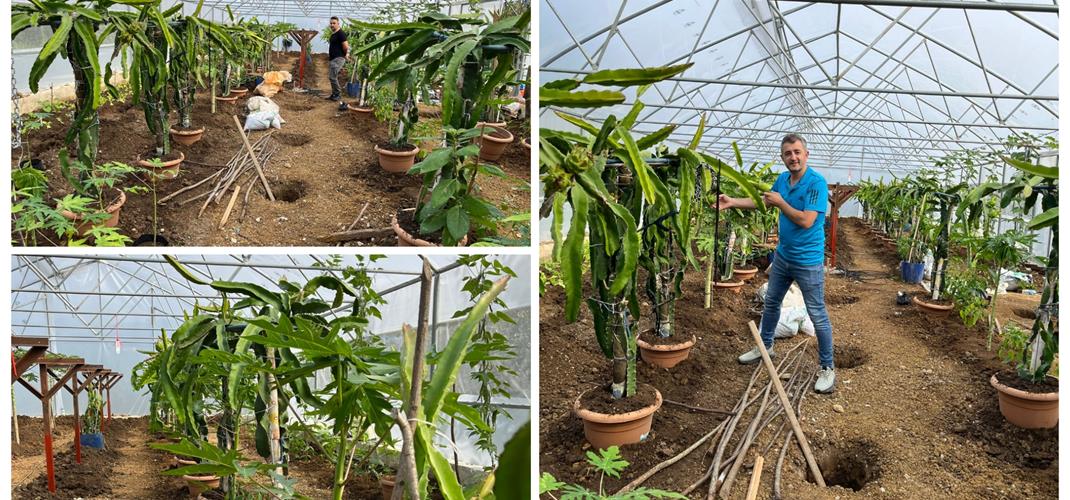 Serada Ejder Meyvesi ve Papaya  Yetiştiriciliği Deneme Çalışması   