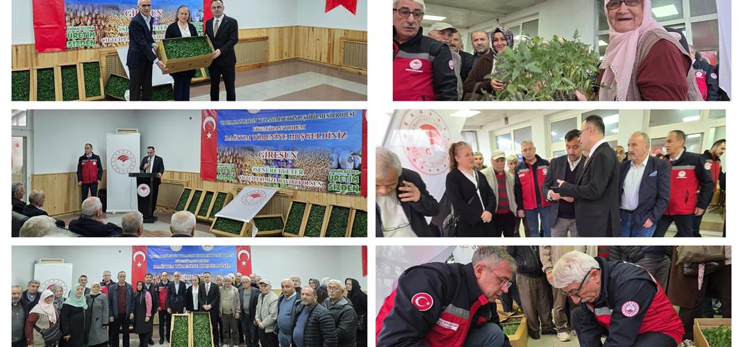 "TAKEP" Kapsamında Üreticilerimize Domates Fidesi Dağıtımı Yapıldı.